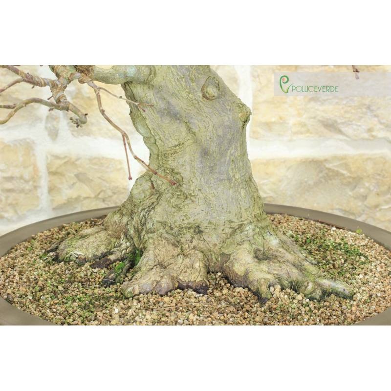 bonsai carmona giftig für katzen Bonsai - Carmona microphylla main image 0