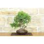 1 - Bonsai di Lentisco (70)
