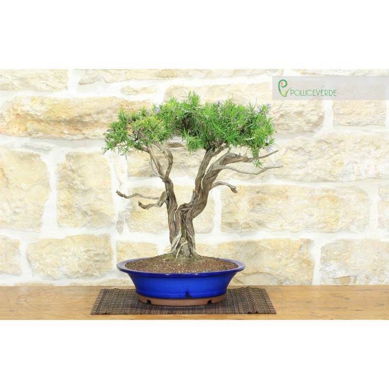 Rosemary Bonsai (56) | 290.00 | Pollice Verde