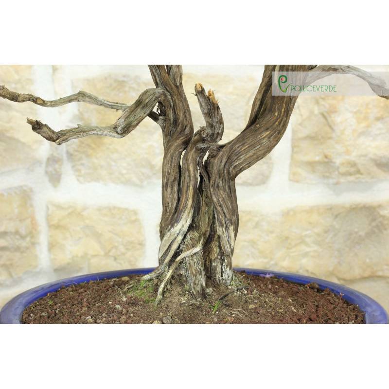 Rosmarin-Bonsai (56) | 290,00  | Pollice Verde