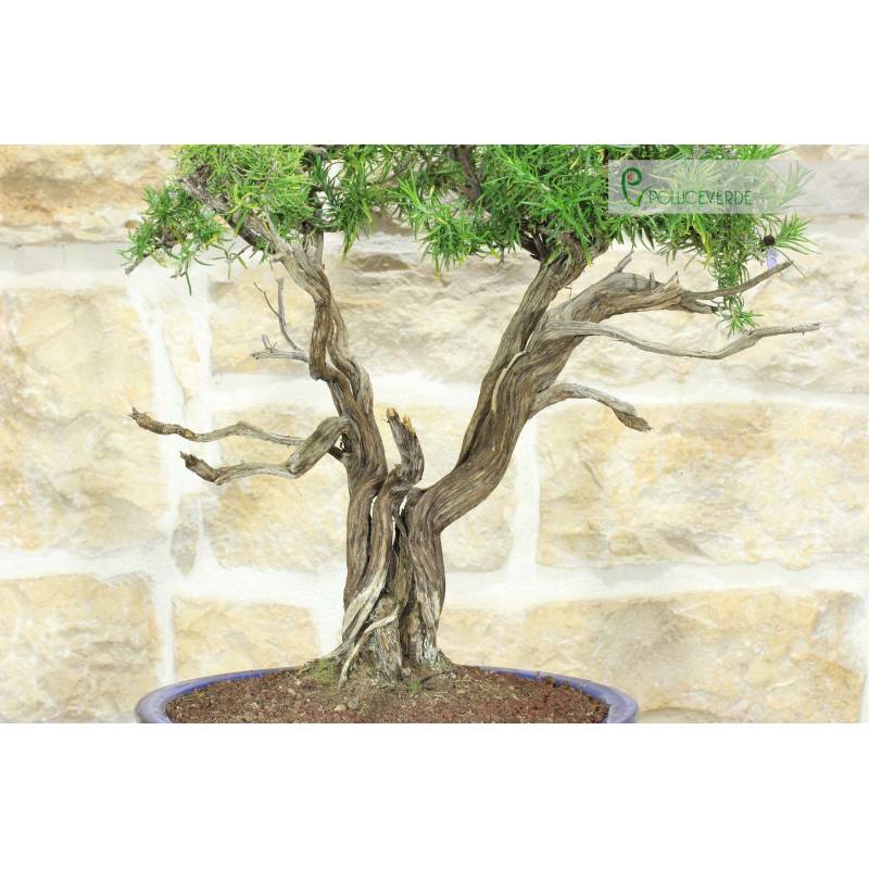 Rosemary Bonsai (56) | 290.00 | Pollice Verde