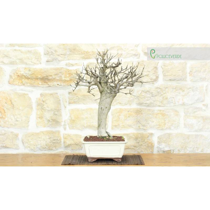 dehner sichtschutz bambus Bambus Rollzaun Cendani  Bambus Sichtschutz fr Garten und Terrasse   Bambusbasis