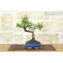 Chinesische Ulme Bonsai Topf cm. 15