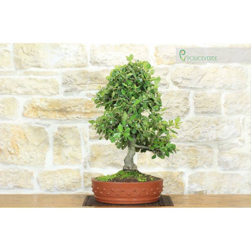 Eiche Bonsai - Steineiche (91) | 420,00  | Pollice Verde