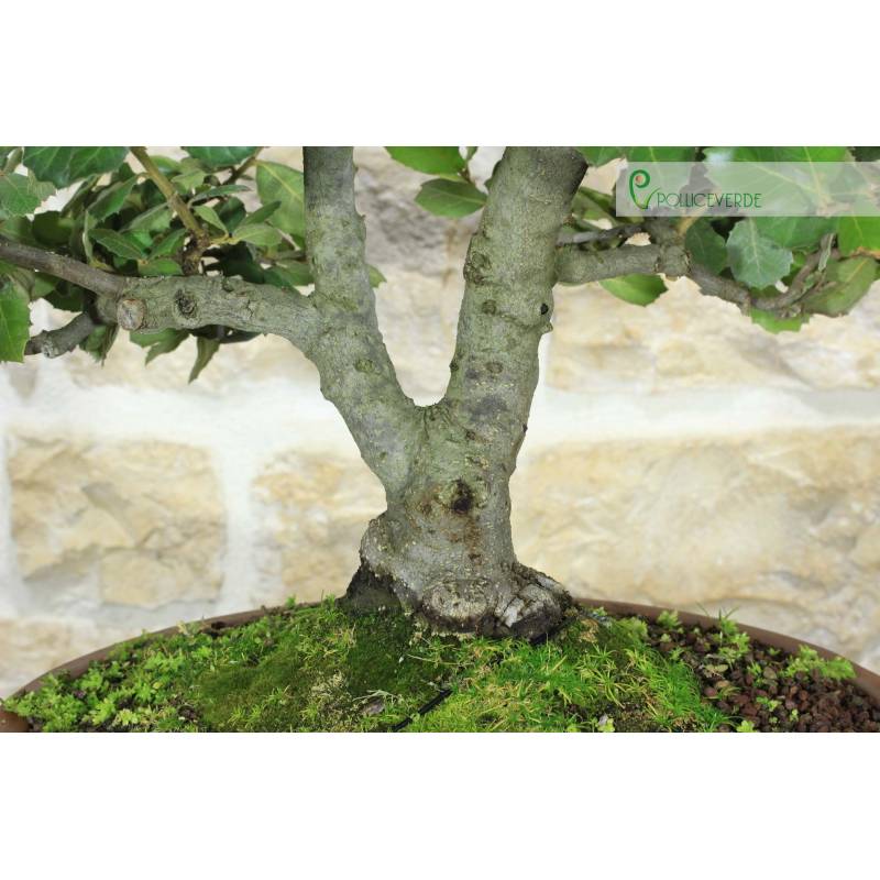 Oak Bonsai - Holm Oak (91) | 420.00 | Pollice Verde