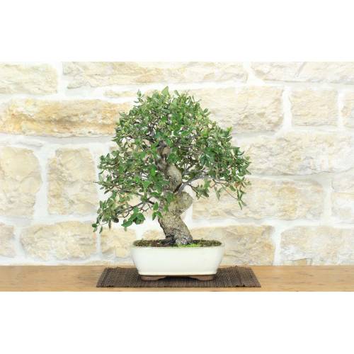 1 - Bonsai di Quercia da Sughero (48)