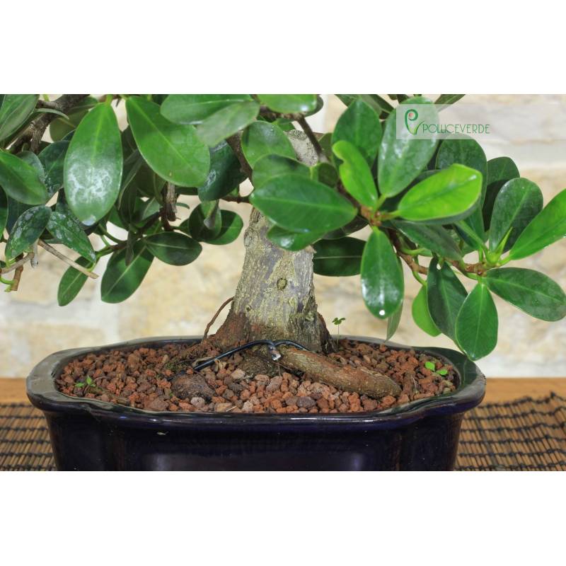Bonsai Ficus Panda (26) | 140.00 | Pollice Verde