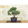 1 - Prebonsai di Ginepro Kishu (9)