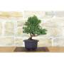 2 - Prebonsai di Ginepro Kishu (9)