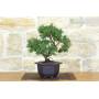 3 - Prebonsai di Ginepro Kishu (9)