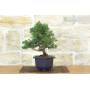 4 - Prebonsai di Ginepro Kishu (9)