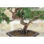 5 - Prebonsai di Ginepro Kishu (9)
