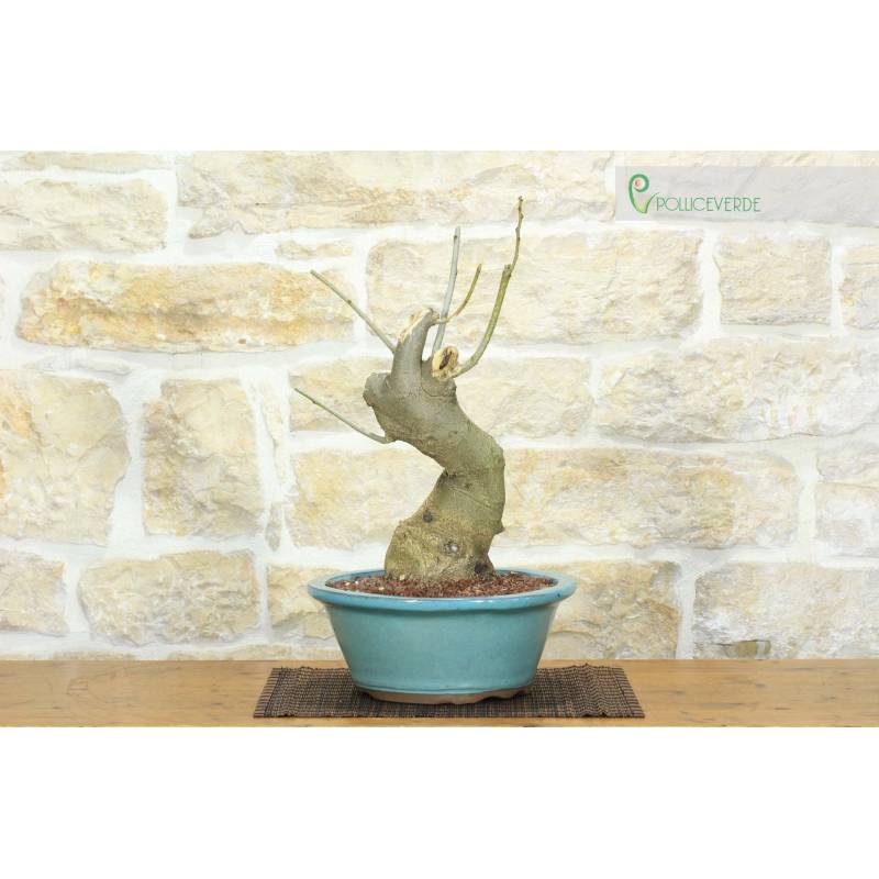 Konstantinopel Akazie Bonsai (10) | 400,00  | Pollice Verde