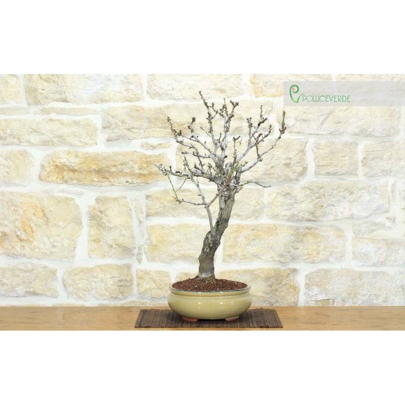 mädchenkiefer bonsai gestalten Seedeo® Mädchenkiefer (Pinus parviflora) Bonsai 15 Samen main image 0
