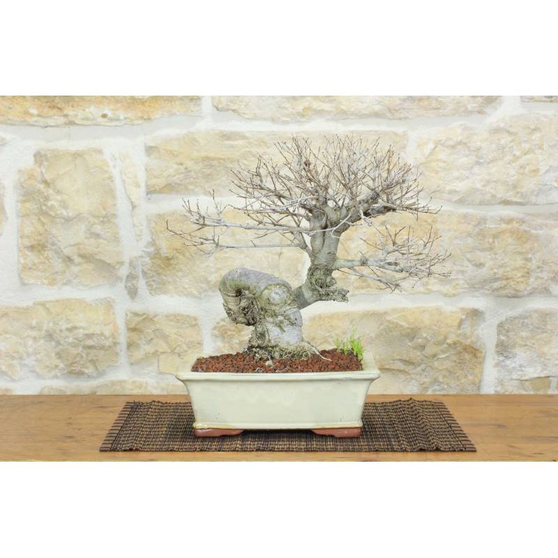 bonsai robinia pseudoacacia Robinia pseudoacacia