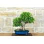 2 - Bonsaï Ficus Retusa (162)