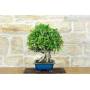 3 - Bonsai di Ficus Retusa (162)