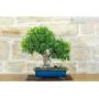 4 - Bonsaï Ficus Retusa (162)