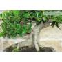 6 - Bonsaï Ficus Retusa (162)