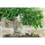 7 - Bonsaï Ficus Retusa (162)
