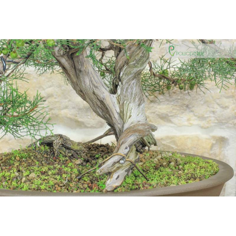 kanuma substrat bonsai Kanuma main image 0