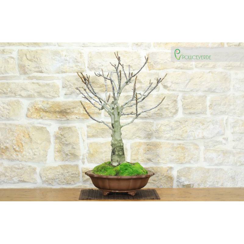 Walnut Bonsai (6) | 400.00 | Pollice Verde