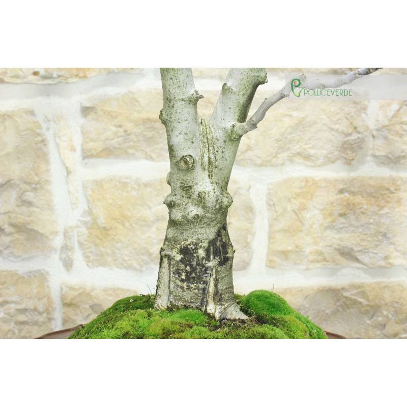 dracaena janet craig care Dracaena 'Janet Craig' – Easy Indoor Plant main image 1