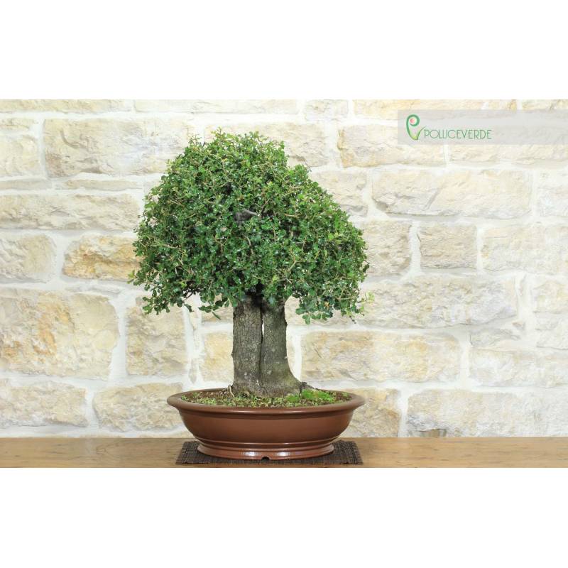 Krause Eiche Bonsai (8) | 850,00  | Pollice Verde