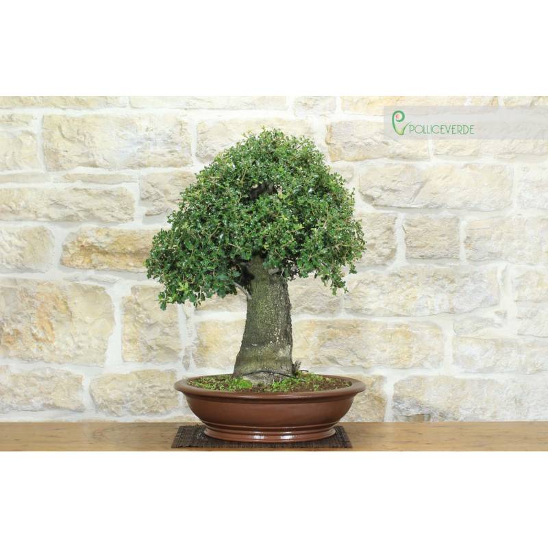 Curly Oak Bonsai (8) | 850.00 | Pollice Verde