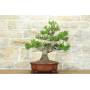 1 - Bonsai di Pino d'Aleppo (10)
