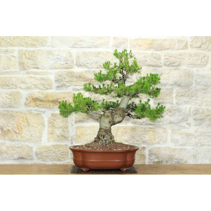 Aleppo-Kiefer Bonsai (10) | 800,00  | Pollice Verde
