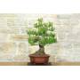 2 - Bonsai di Pino d'Aleppo (10)