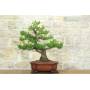 3 - Bonsai di Pino d'Aleppo (10)