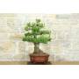 4 - Bonsai di Pino d'Aleppo (10)