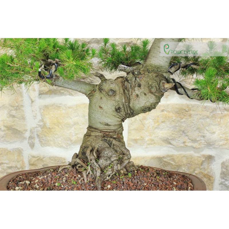 ficus bonsai plant Buy Ficus Bonsai main image 1