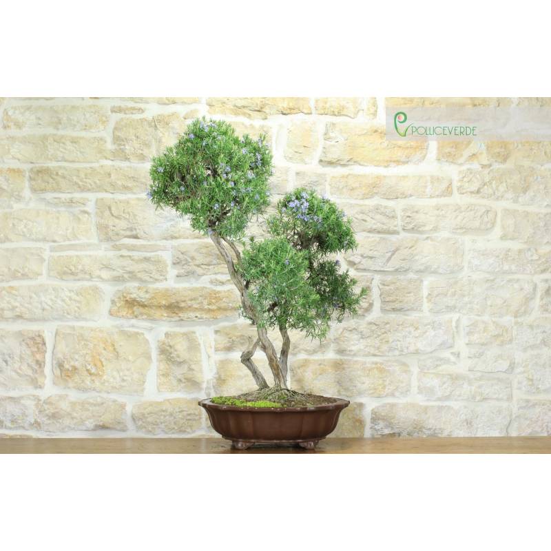 Rosmarin Bonsai (57) | 600,00  | Pollice Verde