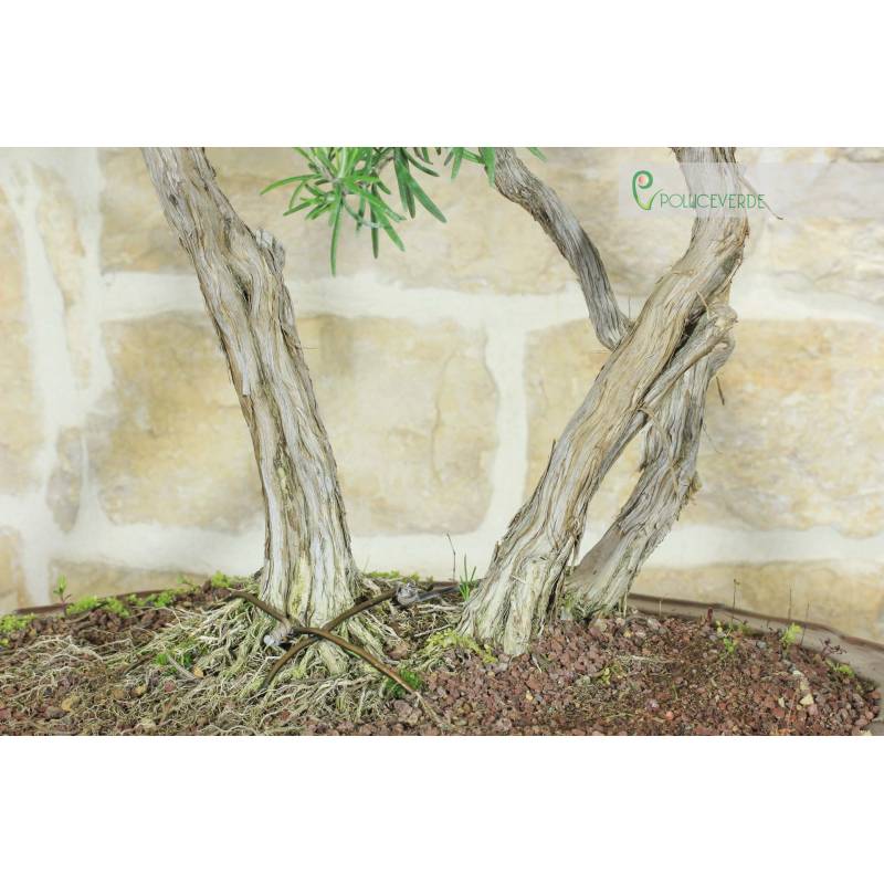 Rosmarin Bonsai (57) | 600,00  | Pollice Verde