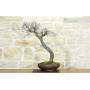 4 - Bonsai di Biancospino (20)