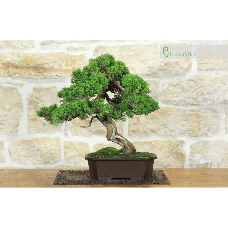 Itoigawa Wacholder Bonsai (121) | 2.100,00  | Pollice Verde