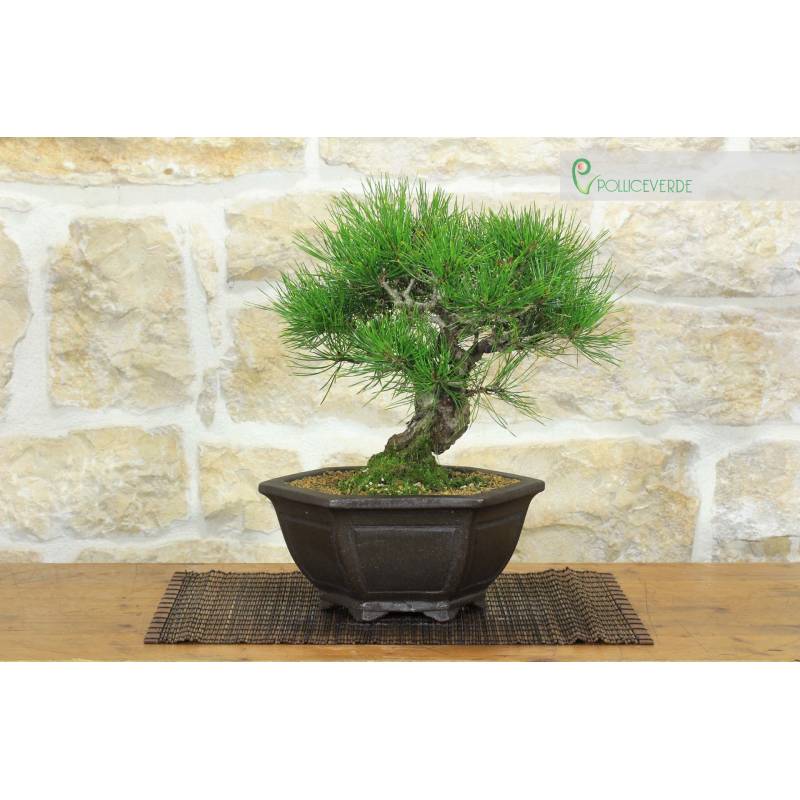 Densiflora Rotkiefer Bonsai (1) | 300,00  | Pollice Verde