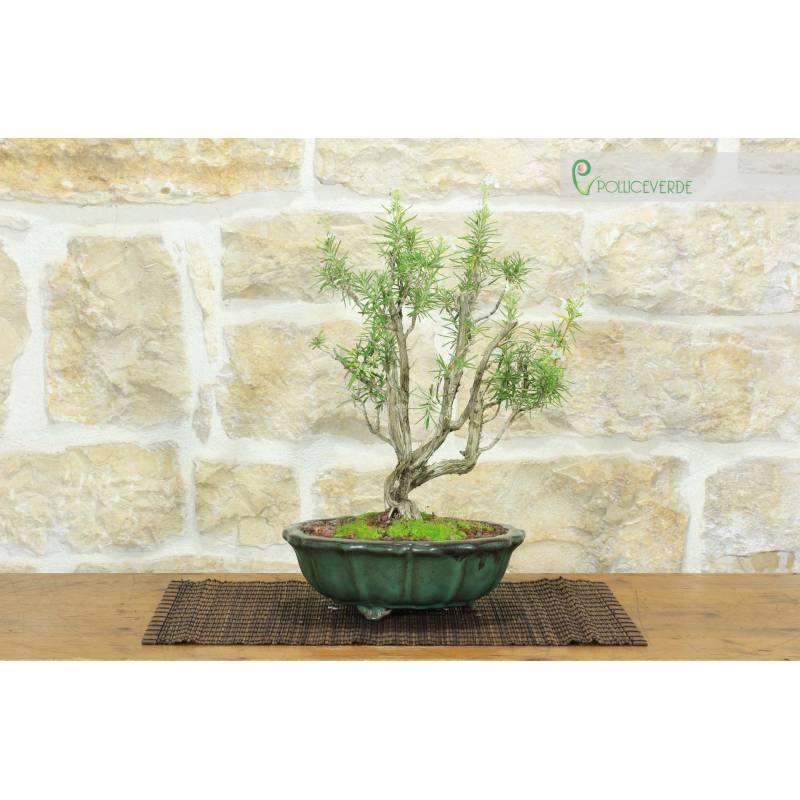 Weie Blume Rosmarin Bonsai (58) | 160,00  | Pollice Verde