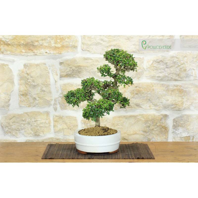 Zelkova Parvifolia Bonsai (87) | 160,00  | Pollice Verde