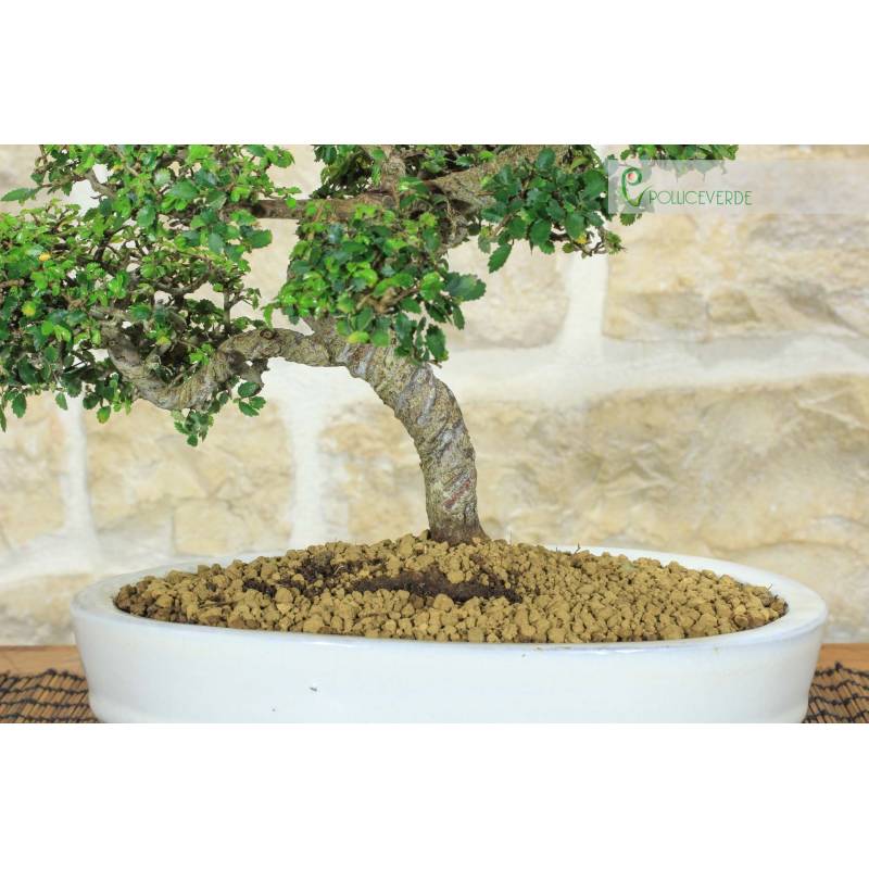 welche eibe für hecke Eibenhecke | kaufen main image 0