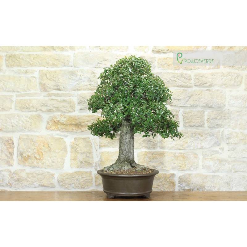 Stieleiche Bonsai (6) | 1.300,00  | Pollice Verde