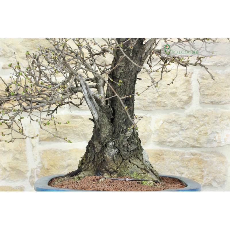 Bonsai di Ciliegio Selvatico (164) | 1.100,00  | Pollice Verde