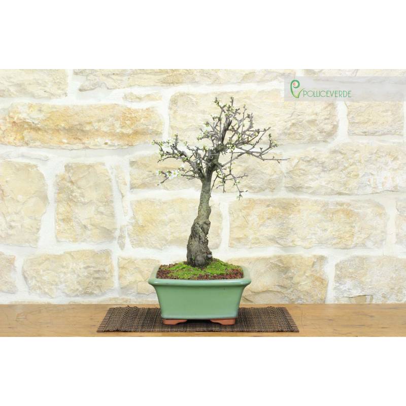 Schlehdorn-Bonsai (28) | 230,00  | Pollice Verde