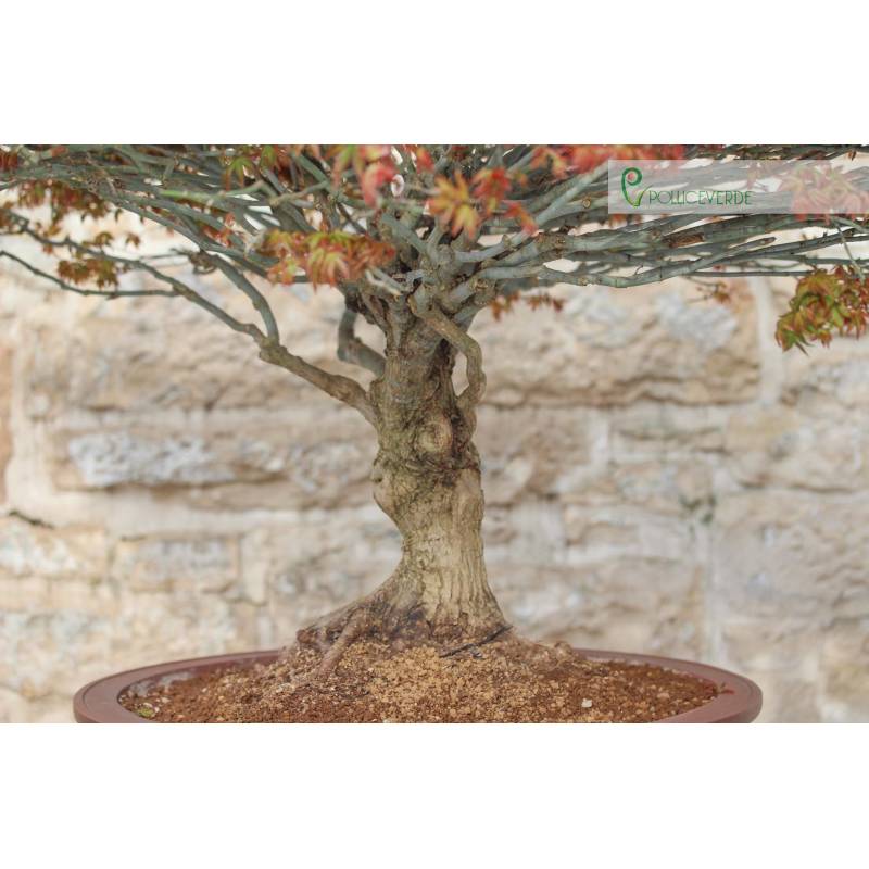 mini bonsai ficus Mini Bonsai Ficus Ginseng: 15-Year-Old Tree for Terrariums – Bloombox Club main image 1