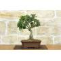 1 - Mutchagara Stechpalme Bonsai (2)