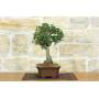 2 - Mutchagara Stechpalme Bonsai (2)