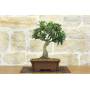 3 - Mutchagara Stechpalme Bonsai (2)